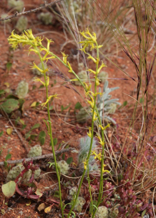 Western Australian Plants Celastraceae